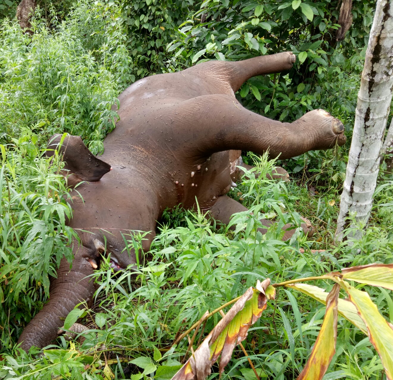 ವಿದ್ಯುತ್ ತಂತಿ ಸ್ಪರ್ಶ ಕಾಡಾನೆ ಸಾವು